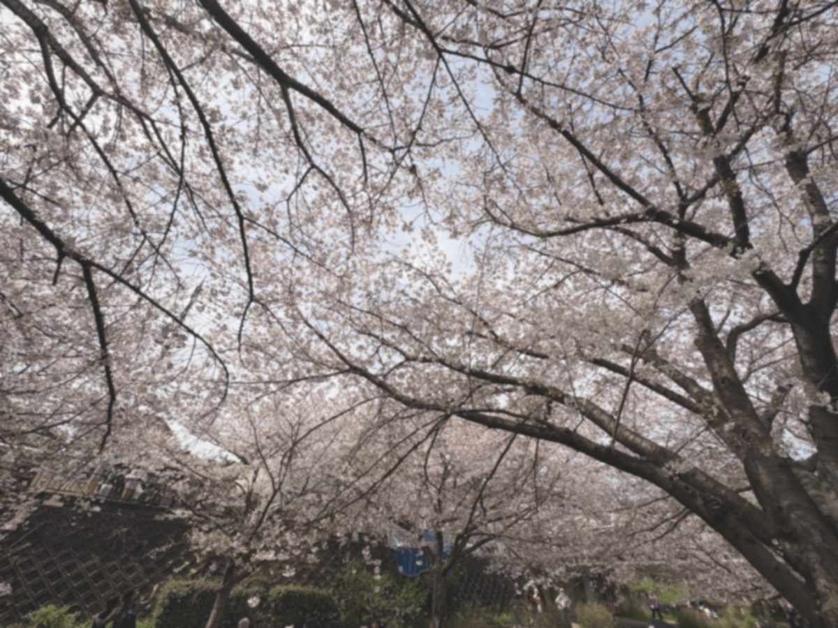 花見の時の桜の写真の墓